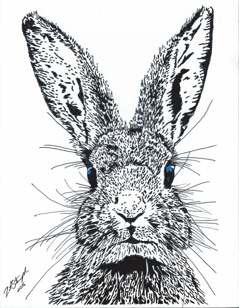 Rabbit wildlife drawing