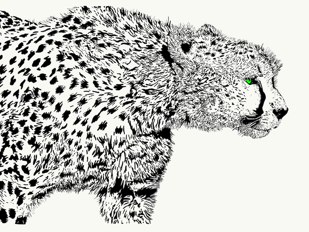 Cheetah wildlife drawing