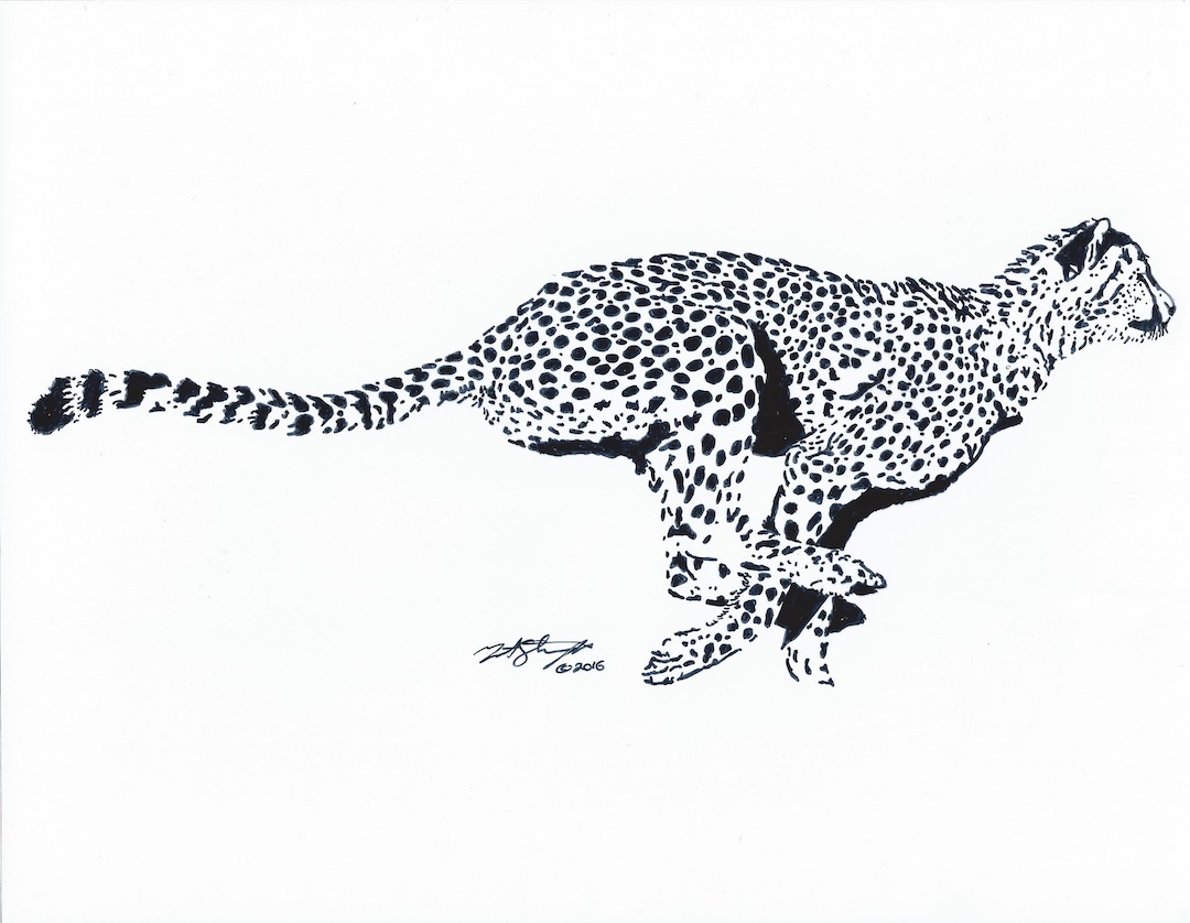 Cheetah wildlife drawing