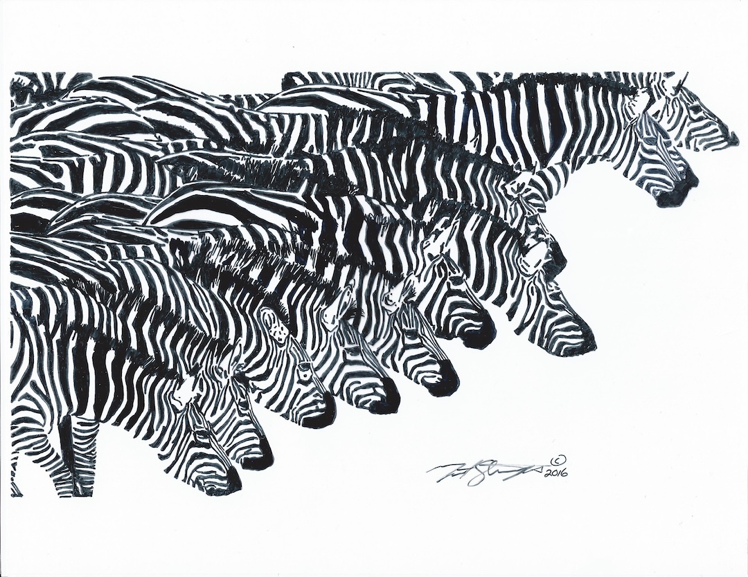 Zebra wildlife drawing