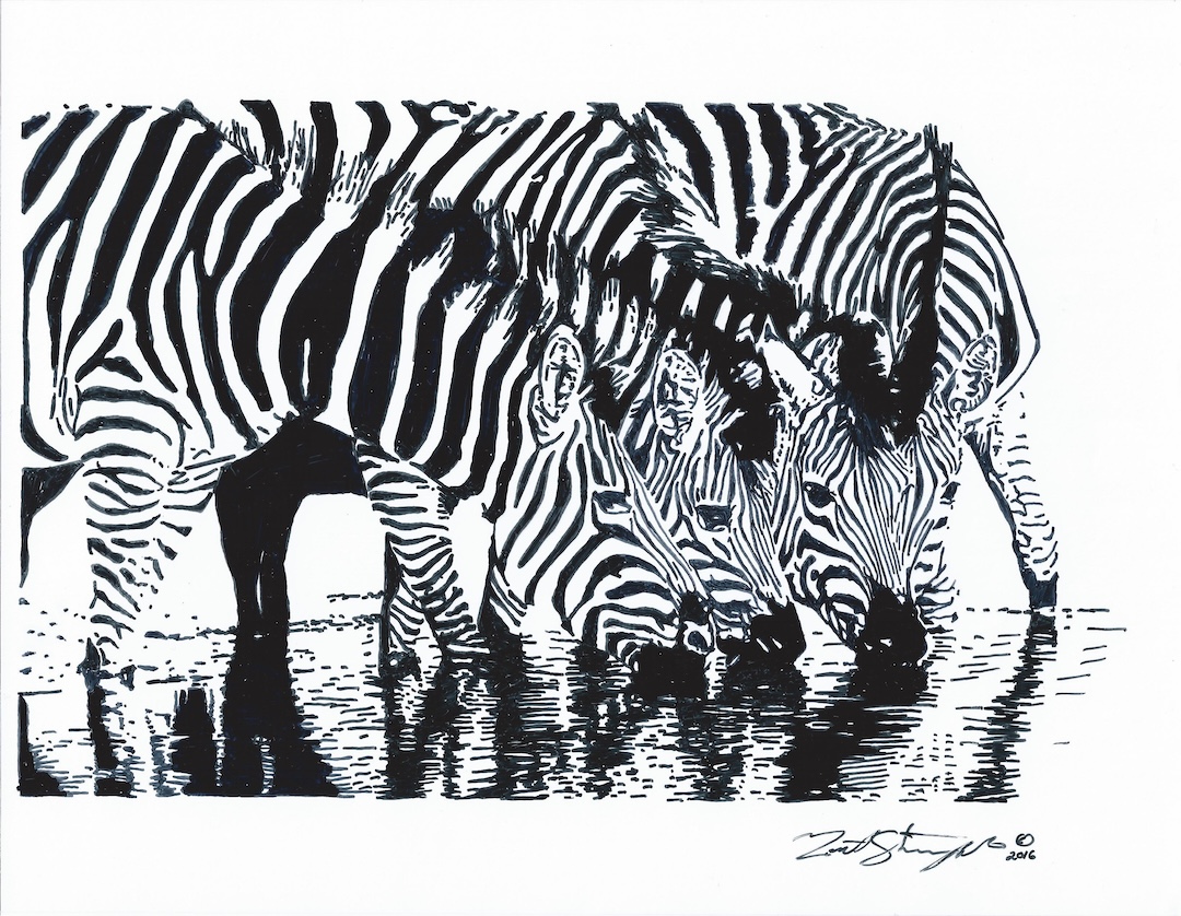 Zebra wildlife drawing